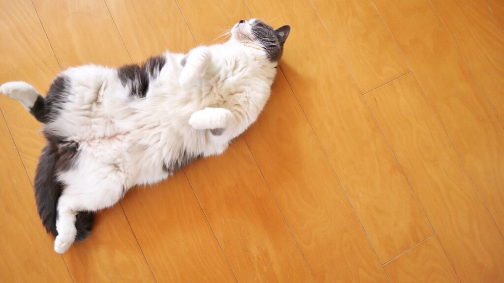 フローリングに寝転がる猫