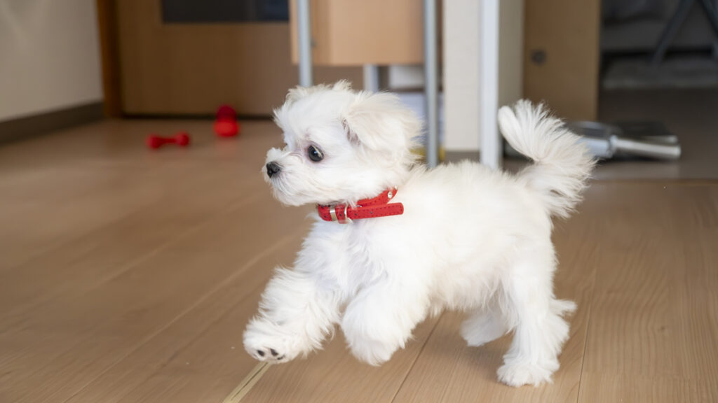 フローリング上を走る犬