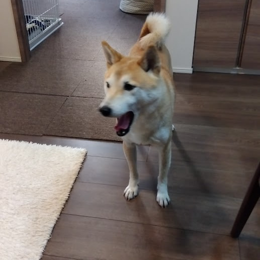 フローリング上の犬