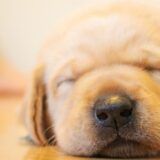 ワンちゃんの滑り防止のためフロアコーティング実施［お客様の声］