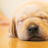 フローリングで寝ている犬