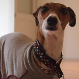 フロアコーティングお客様の愛犬