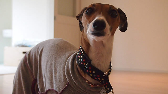 東京都千代田区のフロアコーティング｜お客様の声