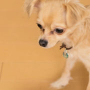 フローリングを歩くチワワ犬