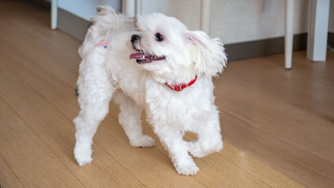フローリングの上を走り回る犬