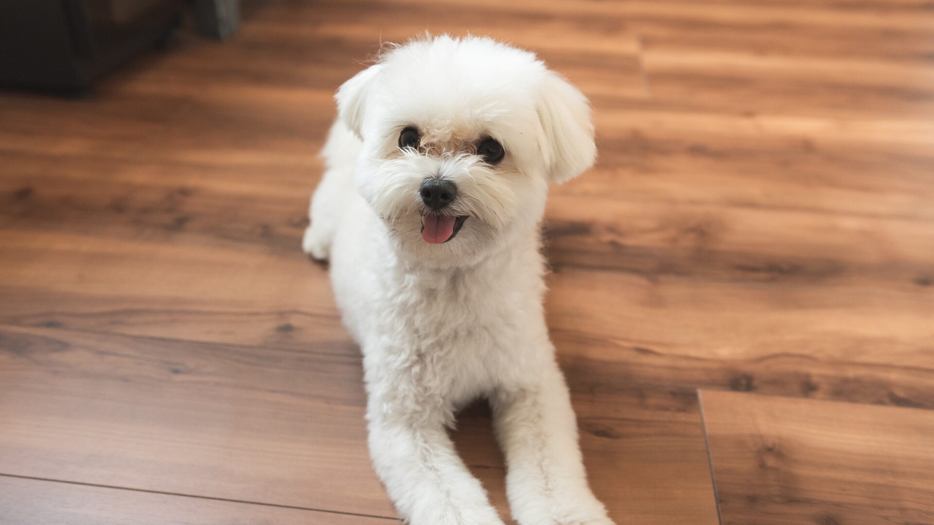 ペット対応フロアシールEPX