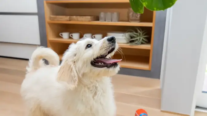 フローリングの上で遊ぶ犬