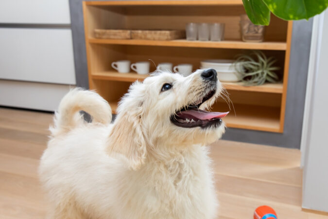 フロアシールEPX施工後